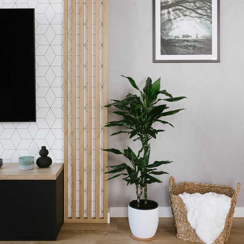 Lécek nemezre - tölgyfa sonoma